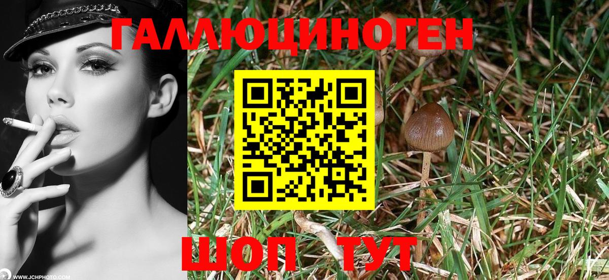 Мончегорск  Галлюциногенные грибы Psilocybine cubensis  Вход с VPN 